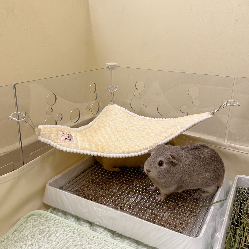 Guinea pig in corner of cage best sale